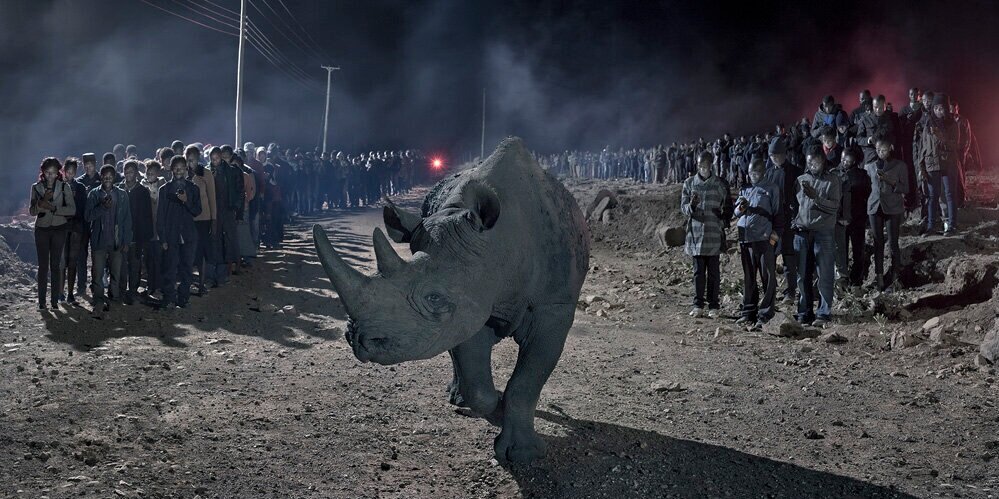 Image of two long lines of people going into the background with a rhino walking in the foreground
